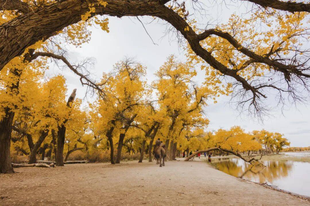 日落-居延海日出-巴丹吉林沙漠-大漠胡杨林-金塔嘉峪关丨7日深度行AG旗舰厅首页秋醉额济纳丨兰州-张掖七彩丹霞-额济纳胡杨林-怪树林(图3) 日落-居延海日出-巴丹吉林沙漠-大漠胡杨林-金塔嘉峪关丨7日深度行AG旗舰厅首页秋醉额济纳丨兰州-张掖七彩丹霞-额济纳胡杨林-怪树林(图3)